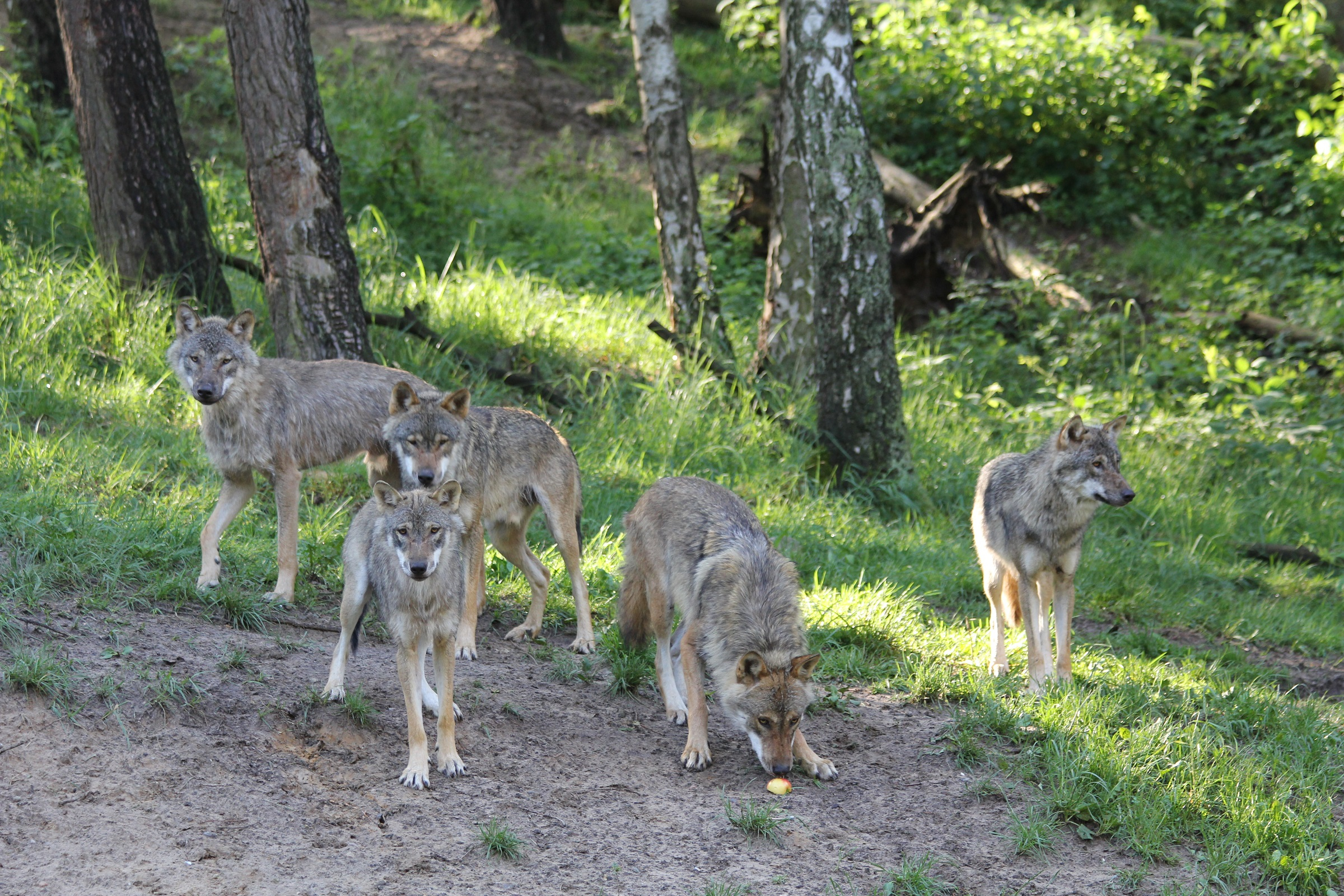 Wolves